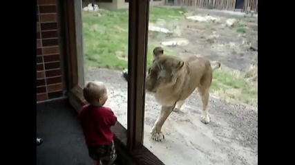 дете се закача с лъвица