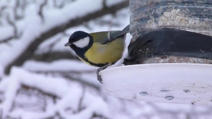 Да се погрижим за животните - хранилка за птици през зимата