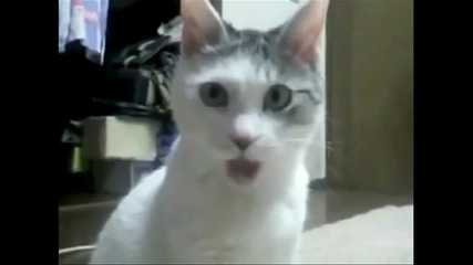 Omg Cat 