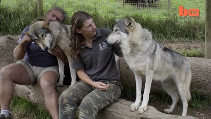 Хора и вълци - Интересно приятелство