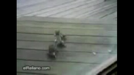 Kungfusquirells