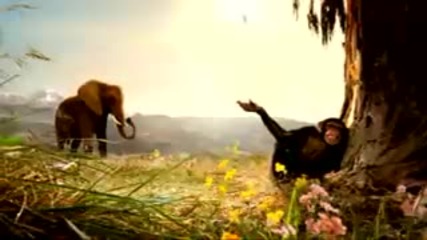 Animals singing 