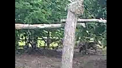 gater kopeka