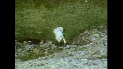 1/2 - Бг Субтитри * Бял Вълк / White Wolf # National Geographic