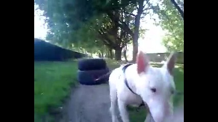 Bull Terrier dog pulling Dexter