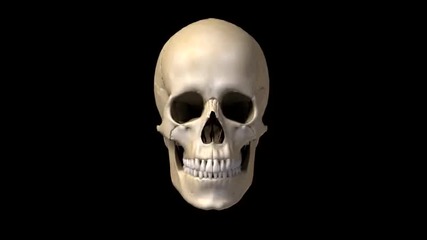 Cranium - Кости на черепа