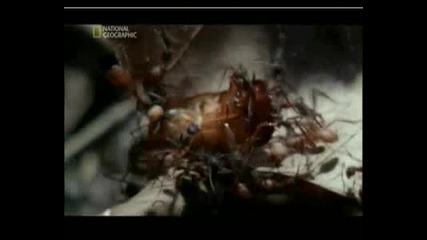 Най - Опасните Животни В Света - Амазония, Част 6 