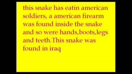 Най - голямата змия в света тежаща 1.7 тона
