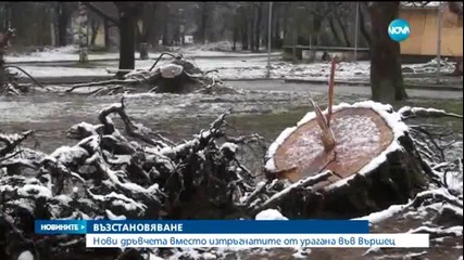 Нови дръвчета в опустошения парк на Вършец