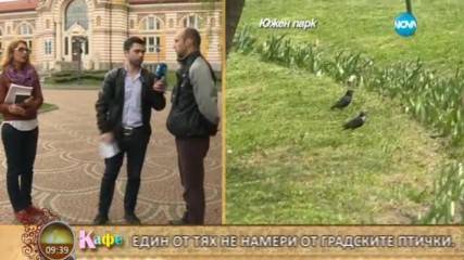 Йордан Христов и Мариана Вълчева разказват за намаляващата полулация на врабчетата - На кафе