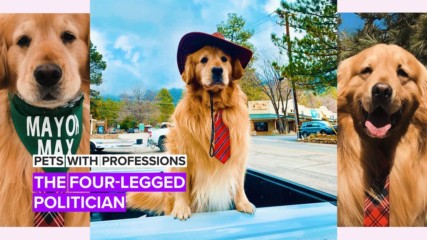 Запознайте се с Макс - кучето, което стана кмет на град в САЩ