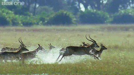 Hd Leaping Lechwe - Natures Great Events The Great Flood - Bbc One 