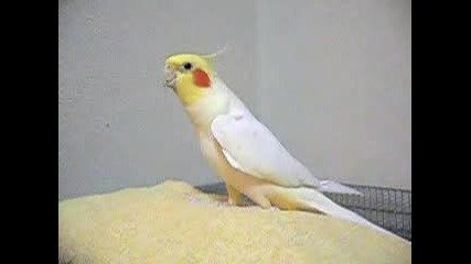 Cockatiel Sings Little Birds Song