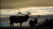 Elk Killing at Colorado's Rocky Mountain National Park