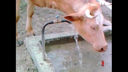 Крава си отваря кранчето за вода