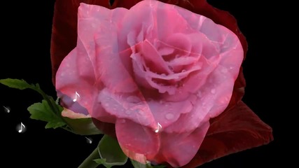 ♫♪✿♫♪ Царицата на цветята - красивата роза! ... ... (music Stamatis Spanoudakis) ... ...♫♪✿♫♪