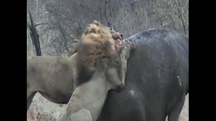 Lion attack Hippo backbone 