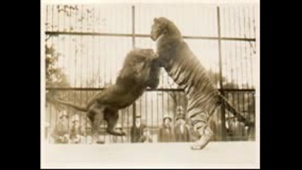 Tiger Vs Lion. A Pictures