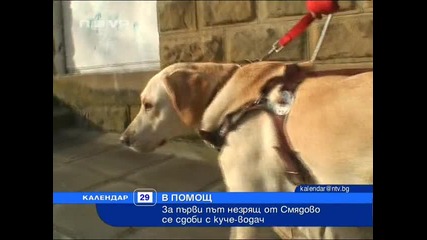 Куче–водач за слепи хора