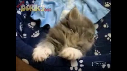 Спящо Коте 