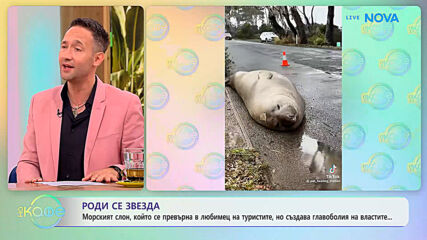 Морски слон се превърна в любимец на туристите, но създава главоболия на властите | На кафе | 1 юли 2026