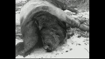 Death in June - All Pigs Must Die 