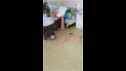 Бедствието в Севлиево