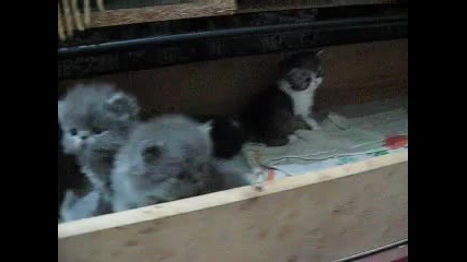 Cute Blue Bros 