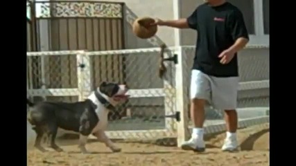 Pit bull, красавец