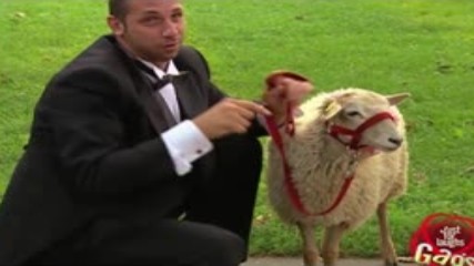 Best Of Just For Laughs Gags 2016 -най - доброто за смях