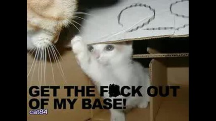 Funny Cat Pictures
