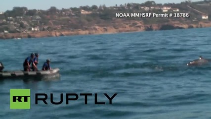 USA: Rescuers save humpback whale caught in fishing line