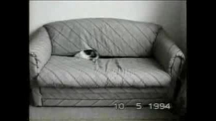 Смешни Котки
