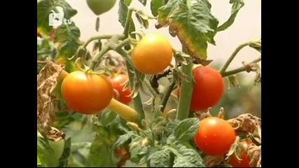 btv - Представете си салата от... лилави домати