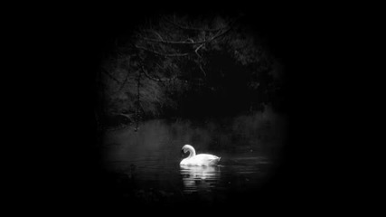 Dibby Dougherty & David Young - The Swan (original Mix)
