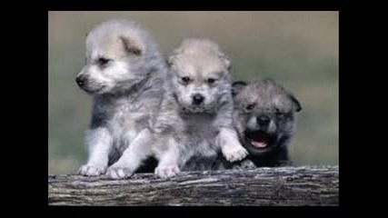 Wolves and Wolf cubs