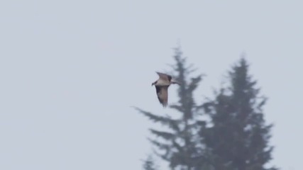 El Condor Pasa - The Five Lords
