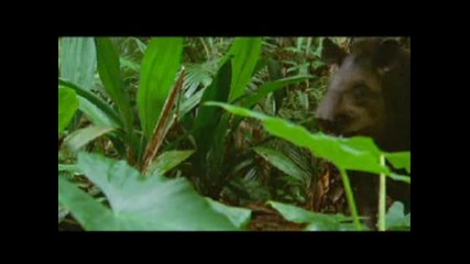 Destination Brazil - - National Geographic 