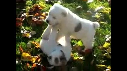 Fighting puppies - Alabay - Fun :d