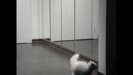 Котка vs. Огледало : D