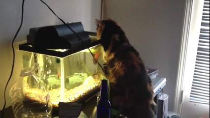 Риба налита на котка !