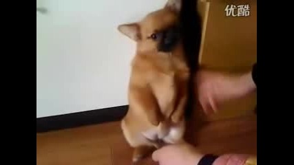 Наказано кученце:(