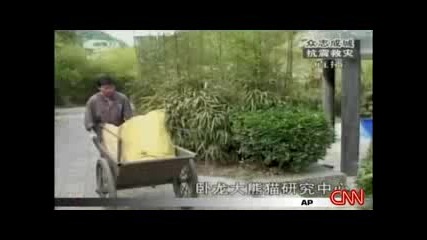 Спасяват сладичките панди след земетресени в Китай - много са готини!!(репортаж на CNN - 21.05.08)