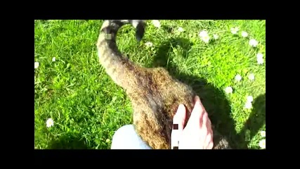 Котката Томи обича цветя
