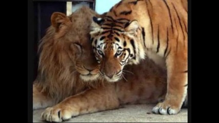 Нека да спасим тигрите 