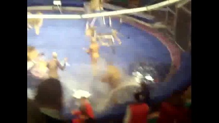 Лъвове Нападат Дресьор По Време На Цирк В Украйна