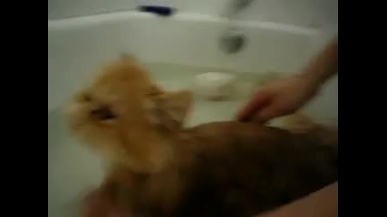 Сладка котка се къпе във вана 