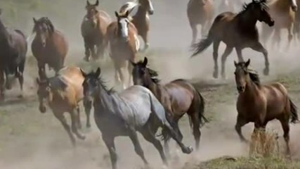 Enigma - Return To Innocence
