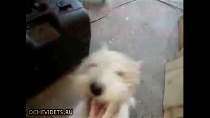 Кученце Vs въздух под налягане