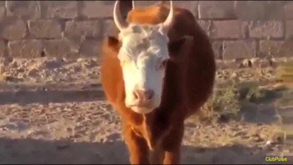 Говореща крава